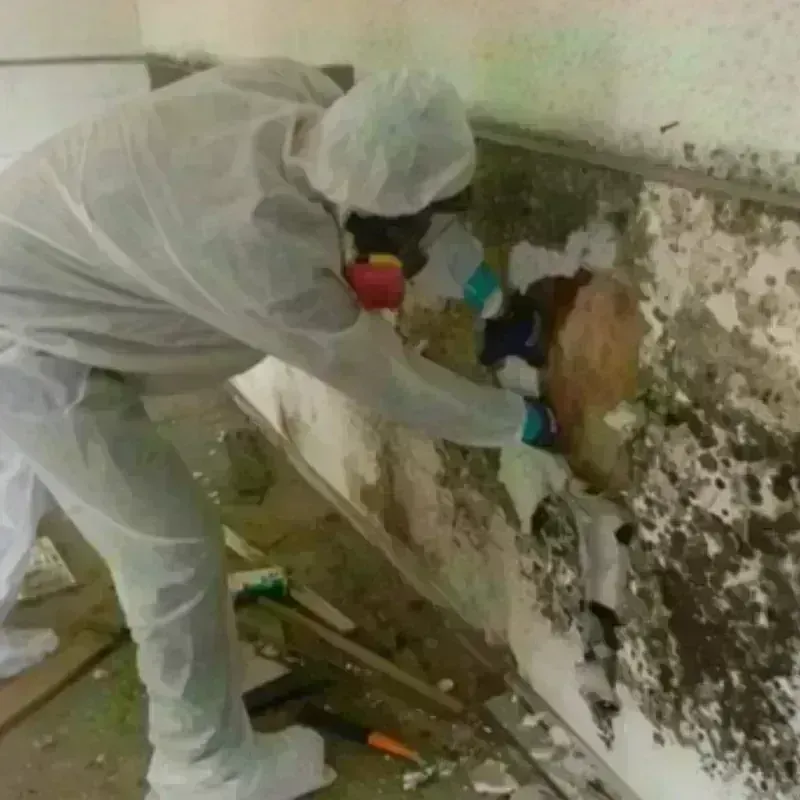 Mold Remediation and Removal in Creede, CO